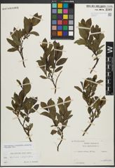 Foto von Salix myrsinifolia Salisb. x Salix phylicifolia L.